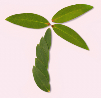 Eukalyptusblatt